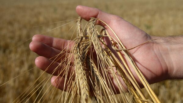 Уборка зерновых, архивное фото - Sputnik Узбекистан