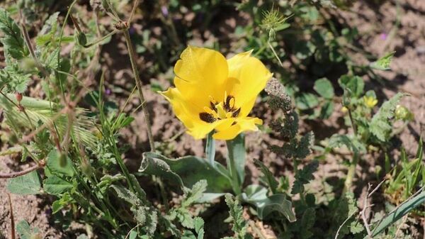 В пустыне Дальварзин Ташкентской области впервые обнаружена сенопопуляция Tulipa Borszczowii Baker - Sputnik Узбекистан