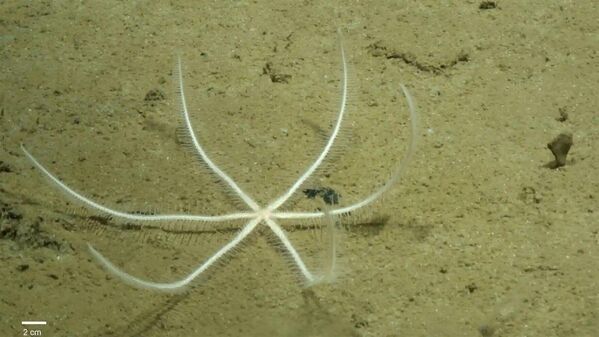 Freyastera tuberculata — глубоководная морская звезда. Обитает на дне океана в зоне Кларион-Клиппертон.  - Sputnik Узбекистан