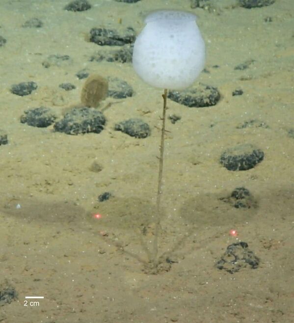 A Hyalonema – разновидность морской губки. Проживает на дне океана.  - Sputnik Узбекистан