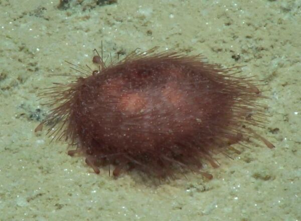 Kamptosoma abyssale — один из видов морских ежей. - Sputnik Узбекистан