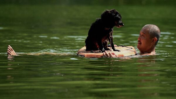 Мужчина со своей собакой в реке, Китай  - Sputnik Узбекистан