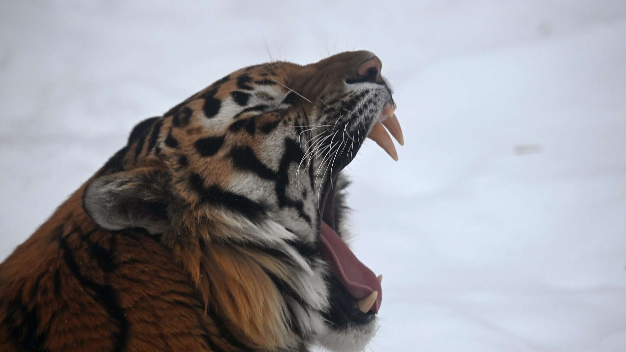 Что нужно знать о туранских тиграх - видео