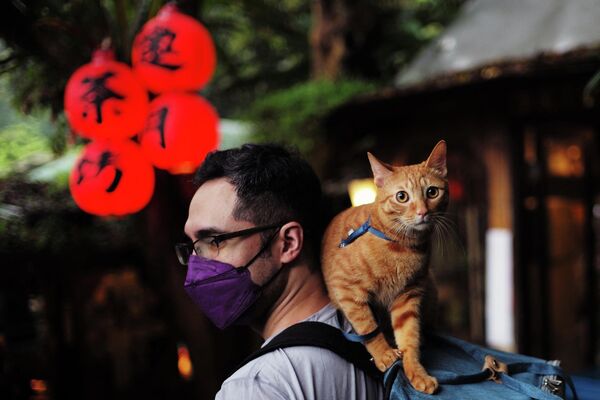Мужчина с кошкой на плече в туристической зоне Маоконг в Тайбэе. - Sputnik Узбекистан