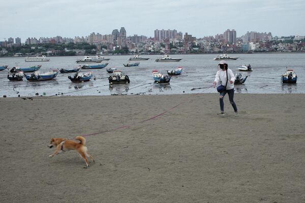 Женщина выгуливает собаку на побережье в Новом Тайбэе. - Sputnik Узбекистан