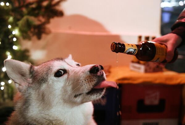В барах Москвы и Санкт-Петербурга появилось &quot;пиво&quot; для собак под названием &quot;Хвост&quot; (Schwanz). - Sputnik Узбекистан