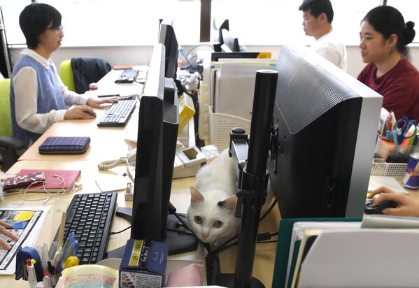 В одном из IT-офисов Токио прямо по рабочему столу крадется кот, и в этом нет ничего удивительного. Администрация компании считает, что сотрудники устают за рабочий день, а кошки прекрасно спасают от стресса. - Sputnik Узбекистан