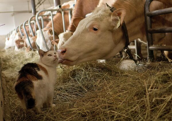 А вот кошка Мисси нашла себя на ферме в Альпах. Она подружилась с местными коровами и часто проводит время с ними. - Sputnik Узбекистан