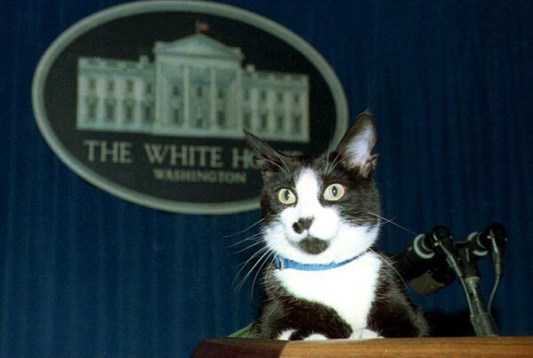 В 1994 году на весь мир прославился кот Сокс из Белого дома — он взобрался на трибуну в зале для брифингов и сидел на ней на протяжении нескольких минут, пока его не забрал охранник. - Sputnik Узбекистан