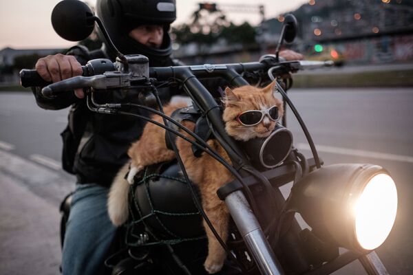 Хозяин 12-летнего кота Чикиньо — байкер. Поэтому и сам Чикиньо — байкер. По крайней мере, он любит кататься на мотоцикле и у него даже есть собственные очки. Рио-де-Жанейро, Бразилия,. - Sputnik Узбекистан
