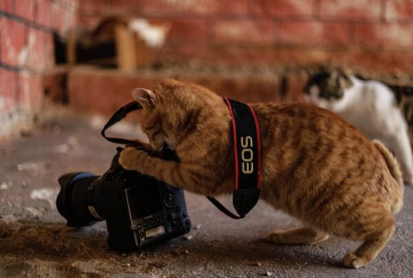 Эта кошка явно мечтает стать фотографом. Приют для животных, построенный в Сирии. - Sputnik Узбекистан