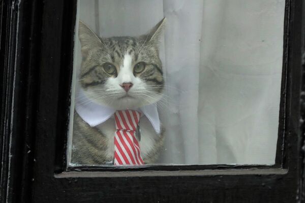 Кошка в ошейнике и галстуке выглядывает из окна посольства Эквадора в Лондоне, 2016 год. - Sputnik Узбекистан