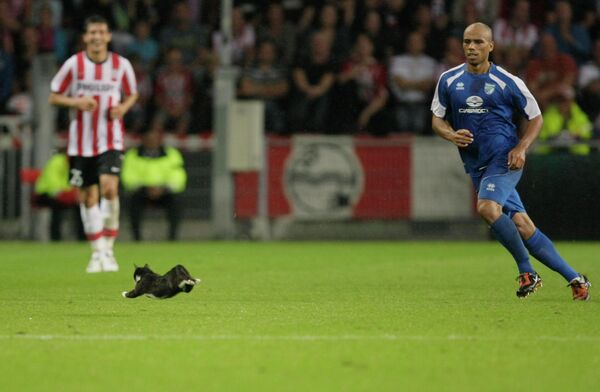 Иногда кошкам интересен даже футбол. Эта кошка в 2010 году выбежала на поле прямо во время футбольного матча отборочного раунда Лиги Европы между &quot;ПСВ&quot; и &quot;Сибирью&quot;. - Sputnik Узбекистан