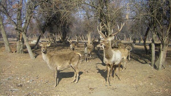 Природный парк Заравшан под экологической защитой - Sputnik Узбекистан