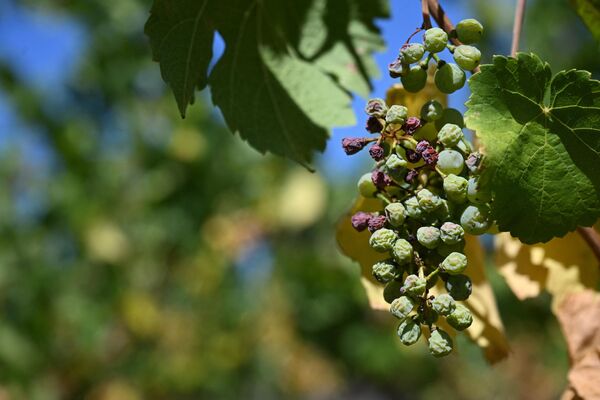 Высохший виноград на востоке Франции. - Sputnik Узбекистан