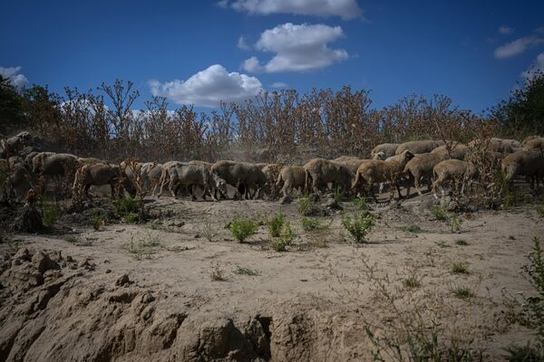 Овцы пасутся на берегу пересохшего притока Дуная в Румынии. - Sputnik Узбекистан