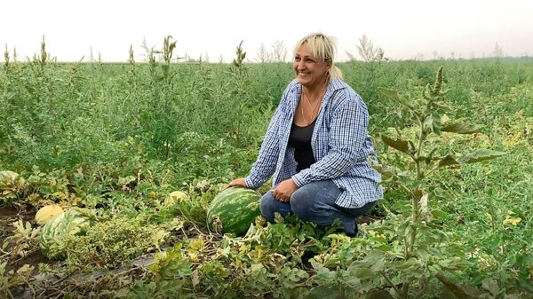 Знаменитые арбузы Мелитополя: как фермер не оставила свое дело во время боев - Sputnik Узбекистан
