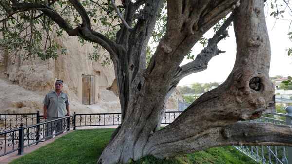 Фисташковое дерево у Мавзолея святого Даниила (ходжа Даниёр) в Самарканде. - Sputnik Ўзбекистон