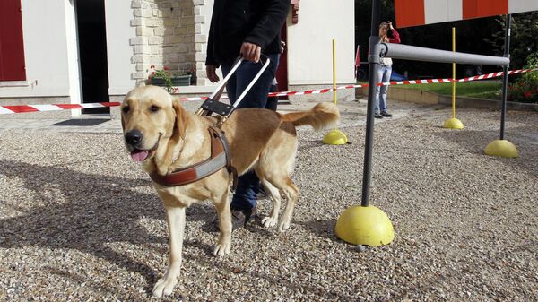 Тренер из Французской федерации ассоциаций собак-поводырей для слепых (FFAC) гуляет с собакой-поводырем в Париже - Sputnik Узбекистан