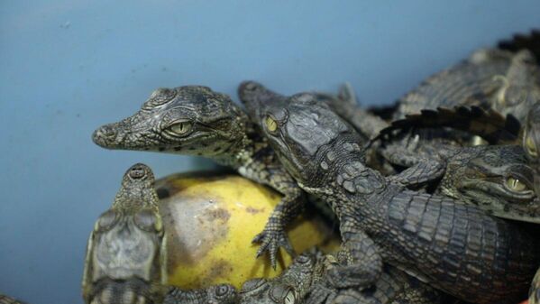 Изъятых в аэропорту Ташкента крокодилов передали в столичный зоопарк - Sputnik Ўзбекистон