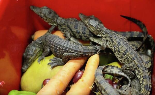 Izyatix v aeroportu Tashkenta krokodilov peredali v stolichniy zoopark - Sputnik O‘zbekiston