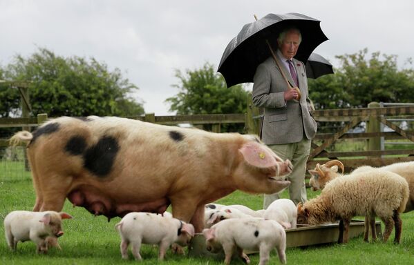 Принц Чарльз во время визита в фермерский парк Котсворлд в Челтенхеме. Англия, 1 июля 2020 г.  - Sputnik Узбекистан