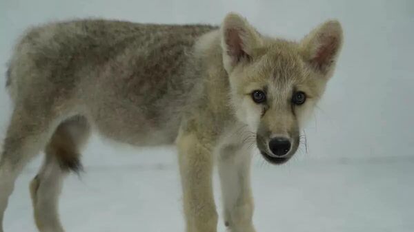 Первый клонированный детеныш арктического волка - Sputnik Узбекистан