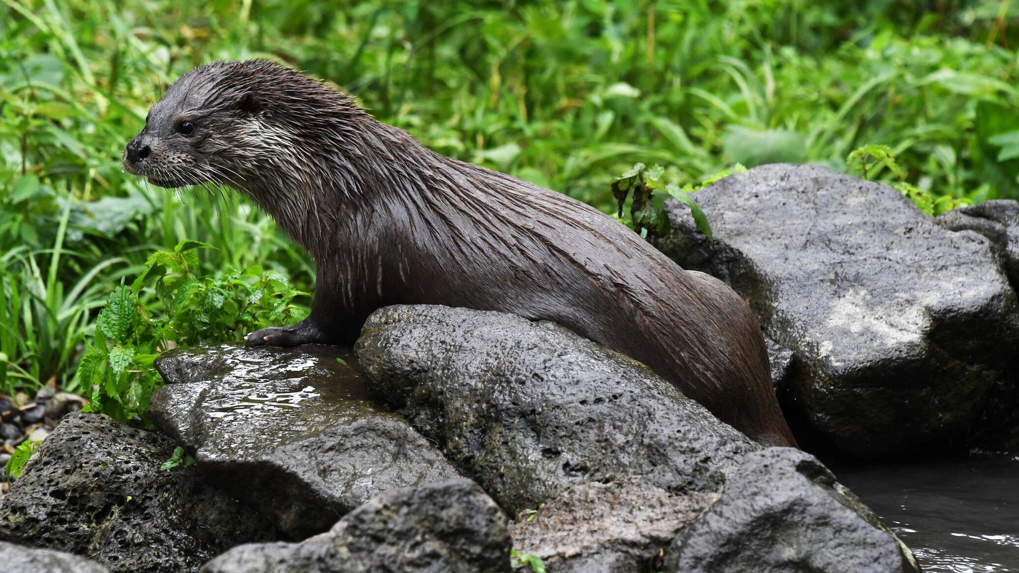 Lambada raqsi paytida jinsiy aloqa