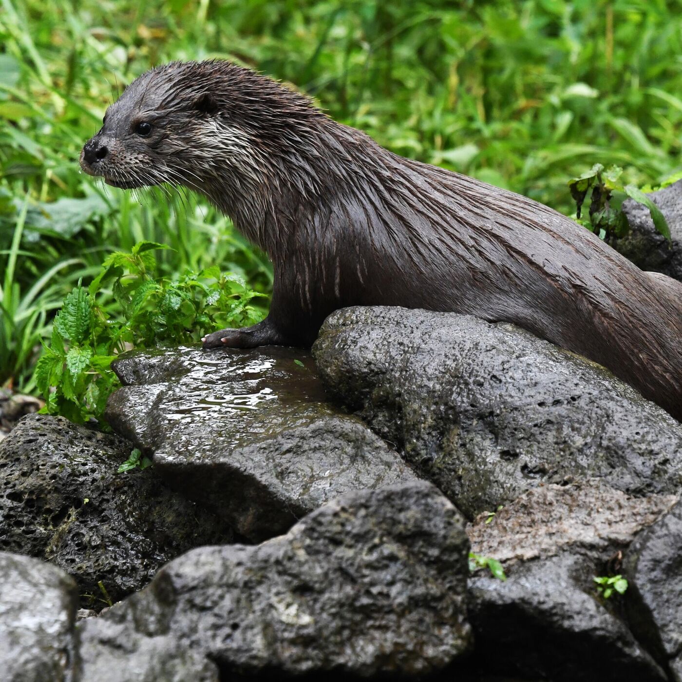 Seksual filmlarni onlayn tomosha qiling Har xil turdagi klitorislarning fotosuratlari