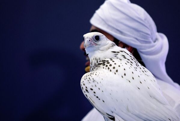 Аукционист представляет белого кречета во время Международной выставки охоты и конного спорта в Абу-Даби (ADIHEX) в столице Эмиратов, 1 октября 2022 года. Птица была продана за $270 тыс. - Sputnik Узбекистан