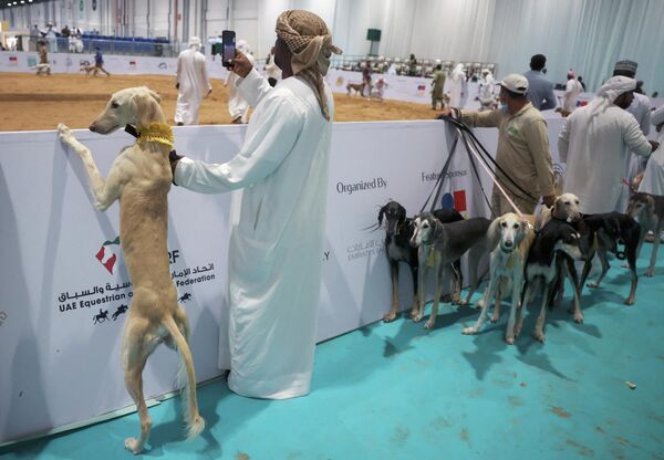 Участники выставки привозят своих собак для участия в конкурсе красоты арабских салюки. - Sputnik Узбекистан
