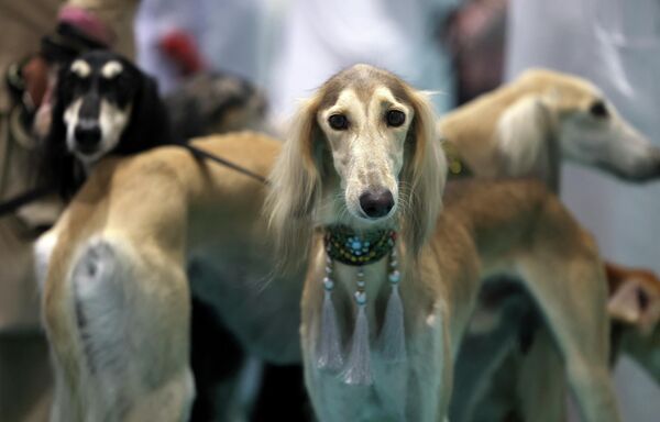 Собаки-участники конкурса красоты арабских салюки, который проходит в рамках Международной выставки охоты и конного спорта в Абу-Даби. - Sputnik Узбекистан