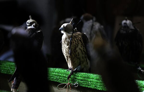Птицы для охоты, представленные на выставке. - Sputnik Узбекистан