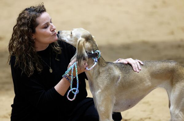 Участница хвалит свою собаку во время конкурса красоты арабских салюки. - Sputnik Узбекистан
