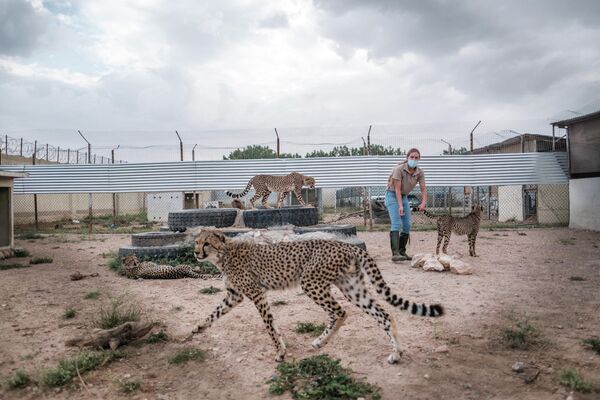 Волонтер Фонда сохранения гепардов играет с гепардами в клетке на одном из объектов организации в городе Харгейса, Сомалиленд. - Sputnik Узбекистан