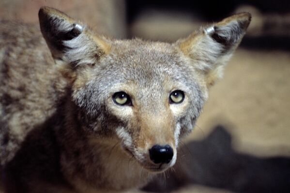 Американский койот в зоопитомнике редких и исчезающих видов Московского зоопарка - Sputnik Узбекистан