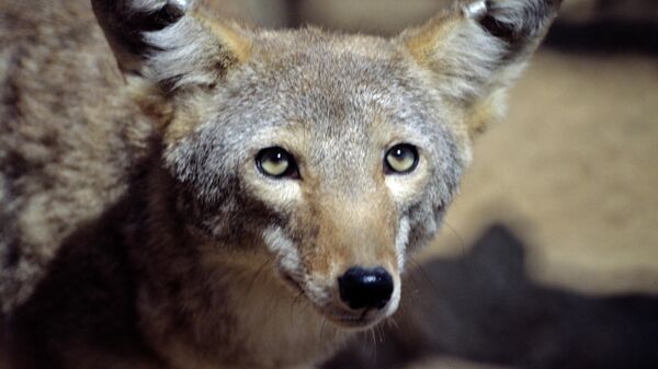 Американский койот в зоопитомнике редких и исчезающих видов Московского зоопарка - Sputnik Ўзбекистон