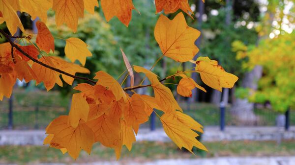 Осенние листья - Sputnik Узбекистан