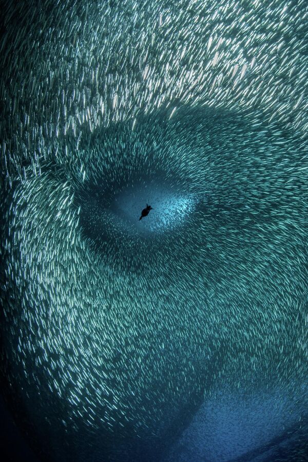 Косяк рыб, похожий на человеческое лицо. Снимок  фотографа Brook Peterson из США. - Sputnik Узбекистан
