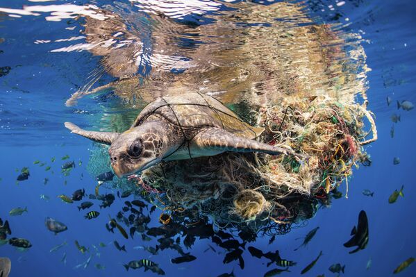 Черепаха запуталась в водорослях. Снимок  фотографа Simon Lorenz. - Sputnik Узбекистан