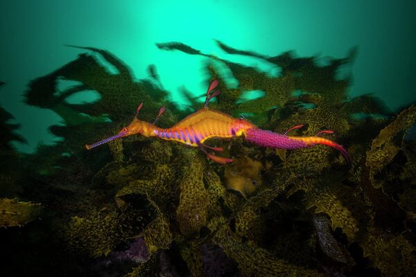 Беременный морской дракон среди водорослей. Снимок фотографа Matty Smith из Австралии. - Sputnik Узбекистан
