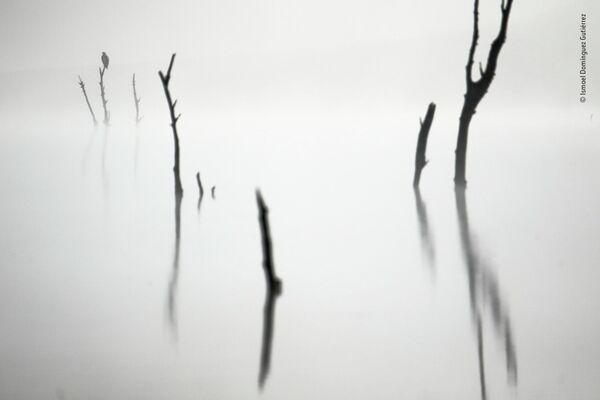 Снимок &quot;Из тумана&quot; испанского фотографа Исмаэля Домингеса Гутьерре, победивший в категории &quot;11-14 лет&quot;. На нем изображены скопы. - Sputnik Узбекистан