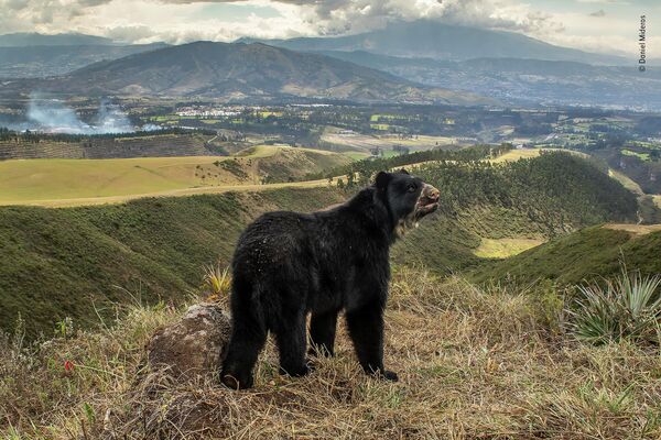 Снимок эквадорского фотографа Daniel Mideros, победивший в категории &quot;Животные в среде обитания&quot;. Дэниел установил фотоловушки вдоль дикой тропы, по которой можно было добраться до высокогорных плато. Он расположил камеры так, чтобы показать  природный ландшафт с медведем в центре кадра. - Sputnik Узбекистан