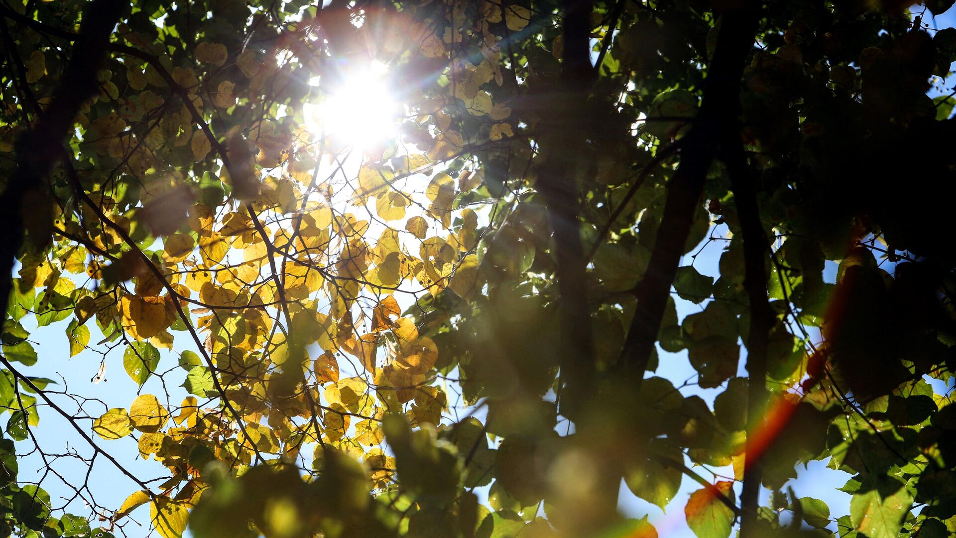 Осенняя листва на деревьях в Сент-Джеймсском парке в Лондоне - Sputnik Ўзбекистон, 1920, 27.05.2023