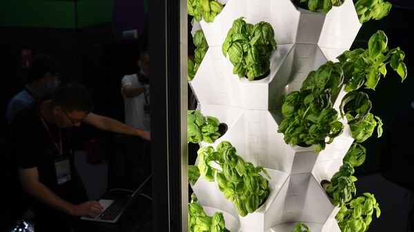 Гидропоника  - Sputnik Узбекистан