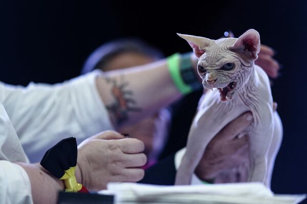 Судья оценивает кошку породы сфинкс во время ежегодного конкурса самых красивых кошек в мире в Бельгии. - Sputnik Узбекистан