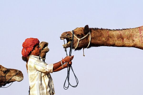 Погонщик на ярмарке верблюдов в Пушкаре в индийском штате Раджастан. - Sputnik Узбекистан