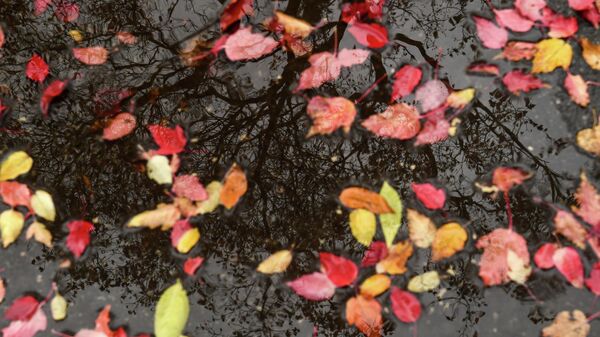 Осень, архивное фото - Sputnik Ўзбекистон