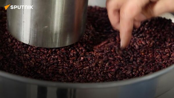 Как из виноградных косточек добывают масло в Сырдарье - видео - Sputnik Ўзбекистон