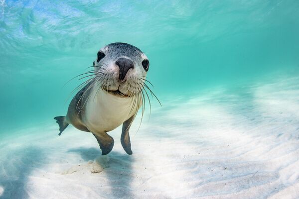 Игривый морской львенок смотрит на свое отражение в объективе камеры. Работа  фотографа Брук Пайк из Австралии. - Sputnik Узбекистан